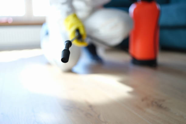 Best Basement Mold Removal  in Lima, PA