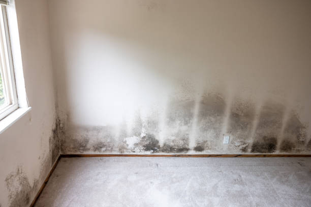 Best Airborne Mold Testing  in Lima, PA